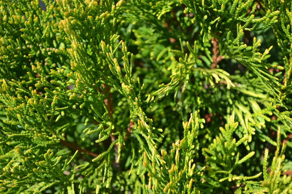 a close-up of a tree