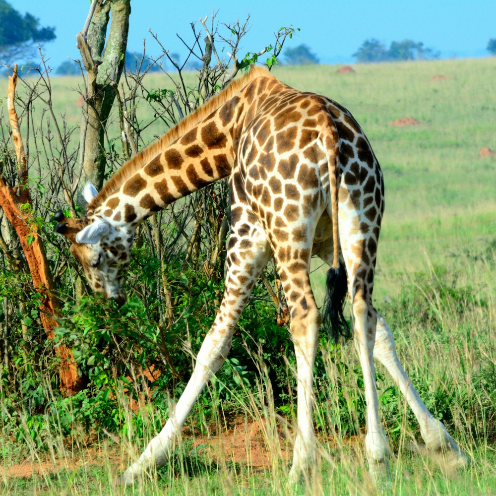 a giraffe eating grass