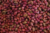 A close-up of olives ready for cold pressing.