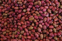 A close-up view of a large quantity of olives, displaying a variety of colors such as red, pink, and green. The olives have a glossy texture, suggesting they are either in brine or oil.