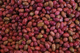 A close-up of olives ready for cold pressing.