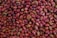 A close-up view of a large quantity of olives, displaying a variety of colors such as red, pink, and green. The olives have a glossy texture, suggesting they are either in brine or oil.