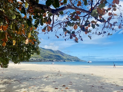 a beach with a boat in the water and a tree with a hill in the background