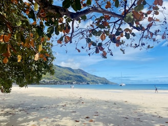 a beach with a boat in the water and a tree with a hill in the background