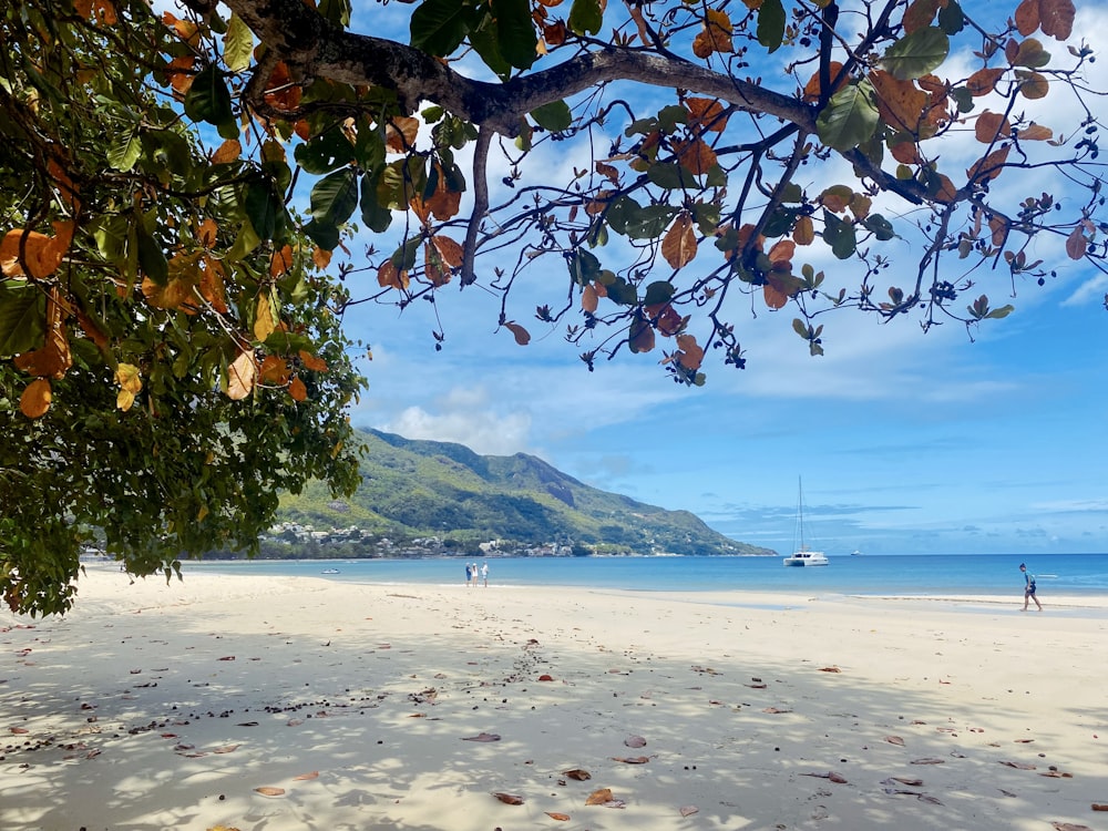 a beach with a boat in the water and a tree with a hill in the background