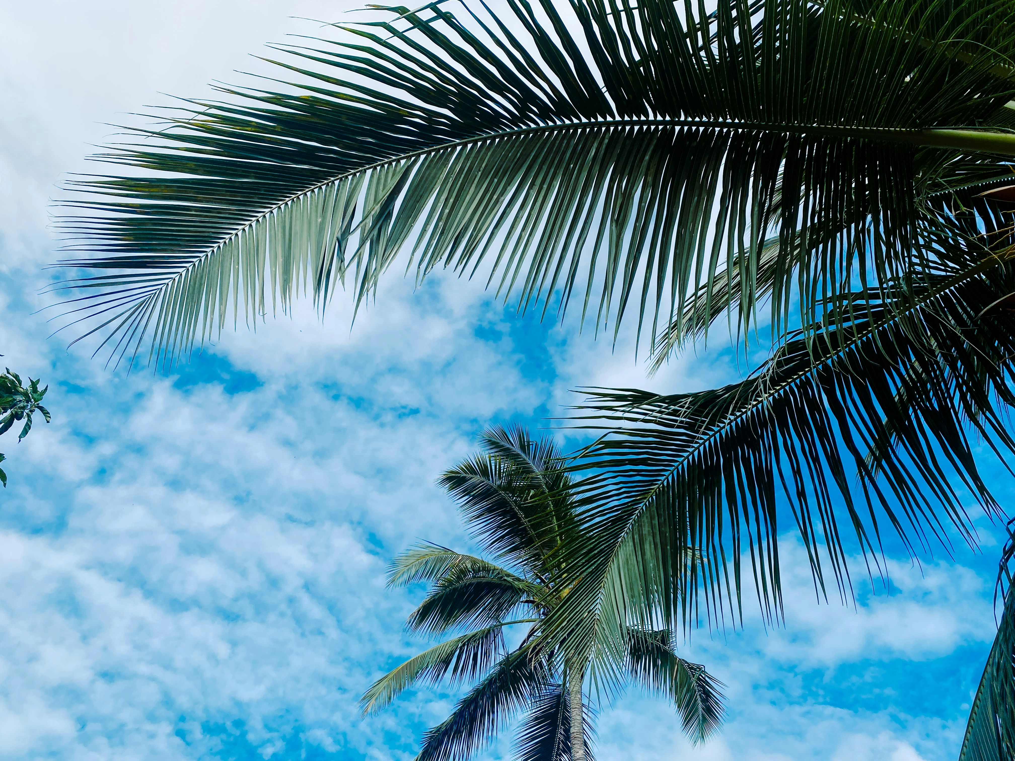 a palm tree with blue sky and clouds