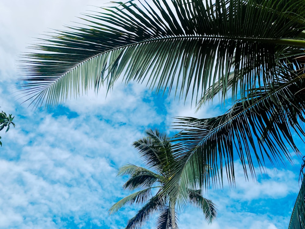 a palm tree with blue sky and clouds