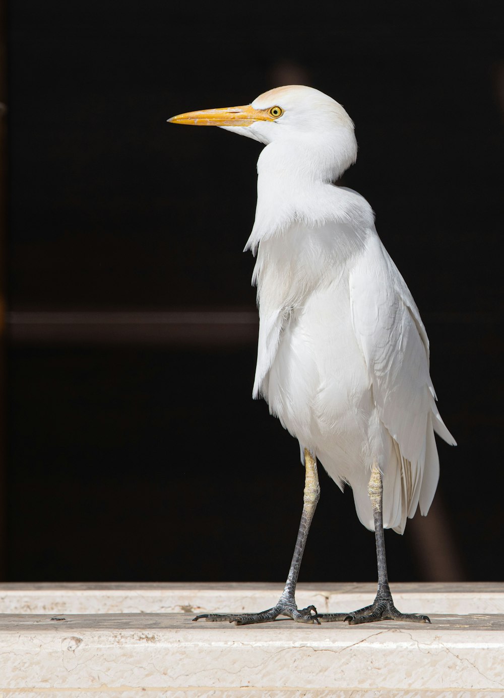 a white bird with a yellow beak