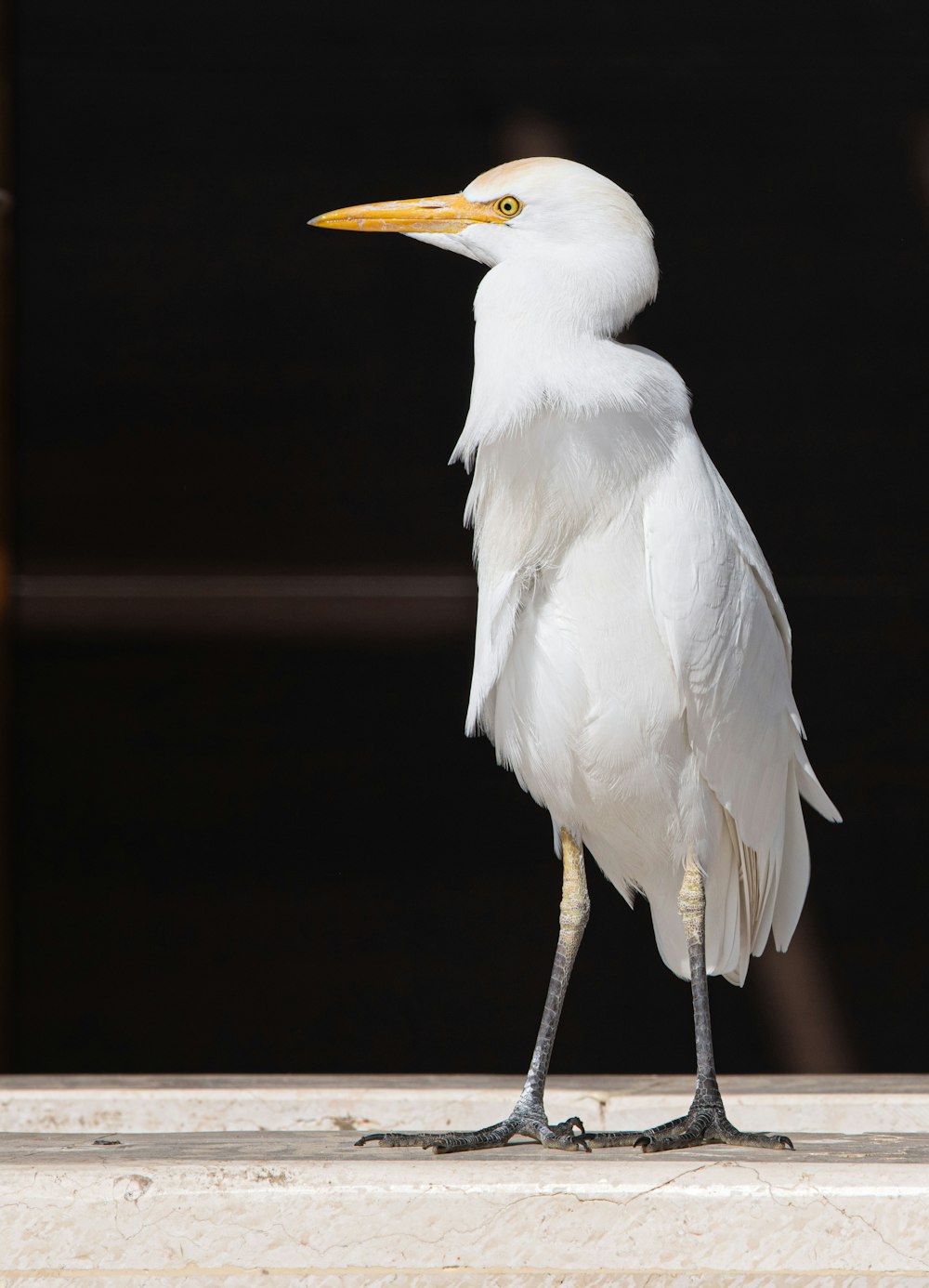 un uccello bianco con un becco giallo