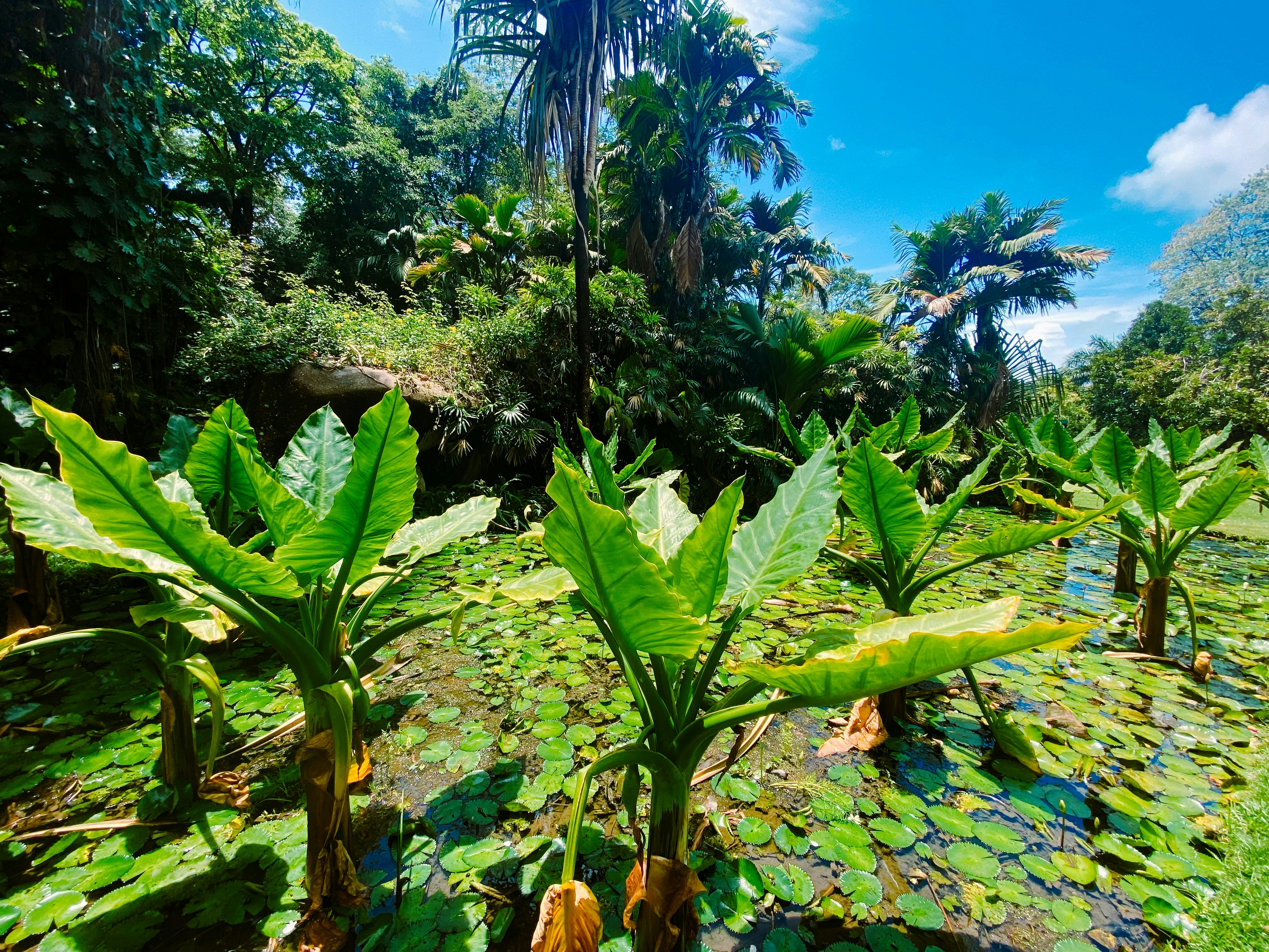 a tropical forest with palm trees