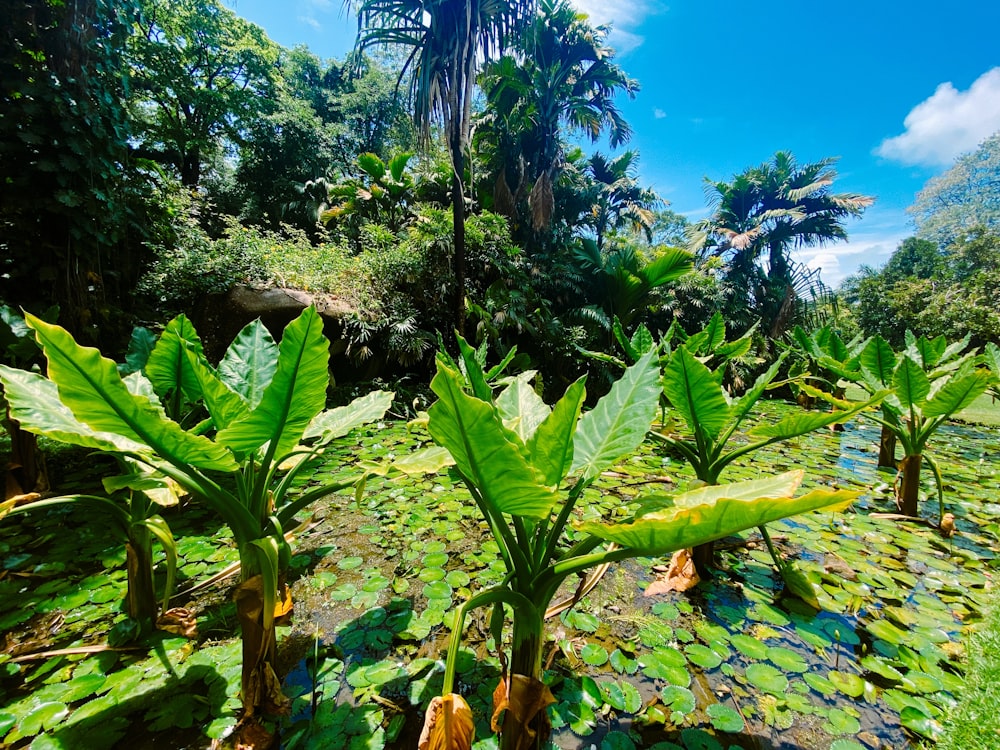 a tropical forest with palm trees