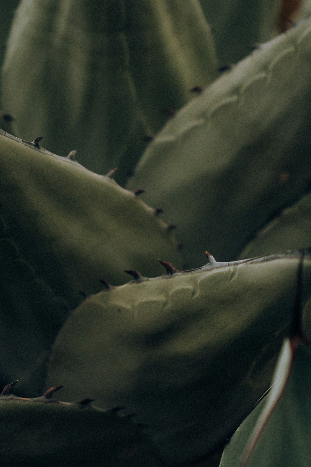 a close up of a leaf