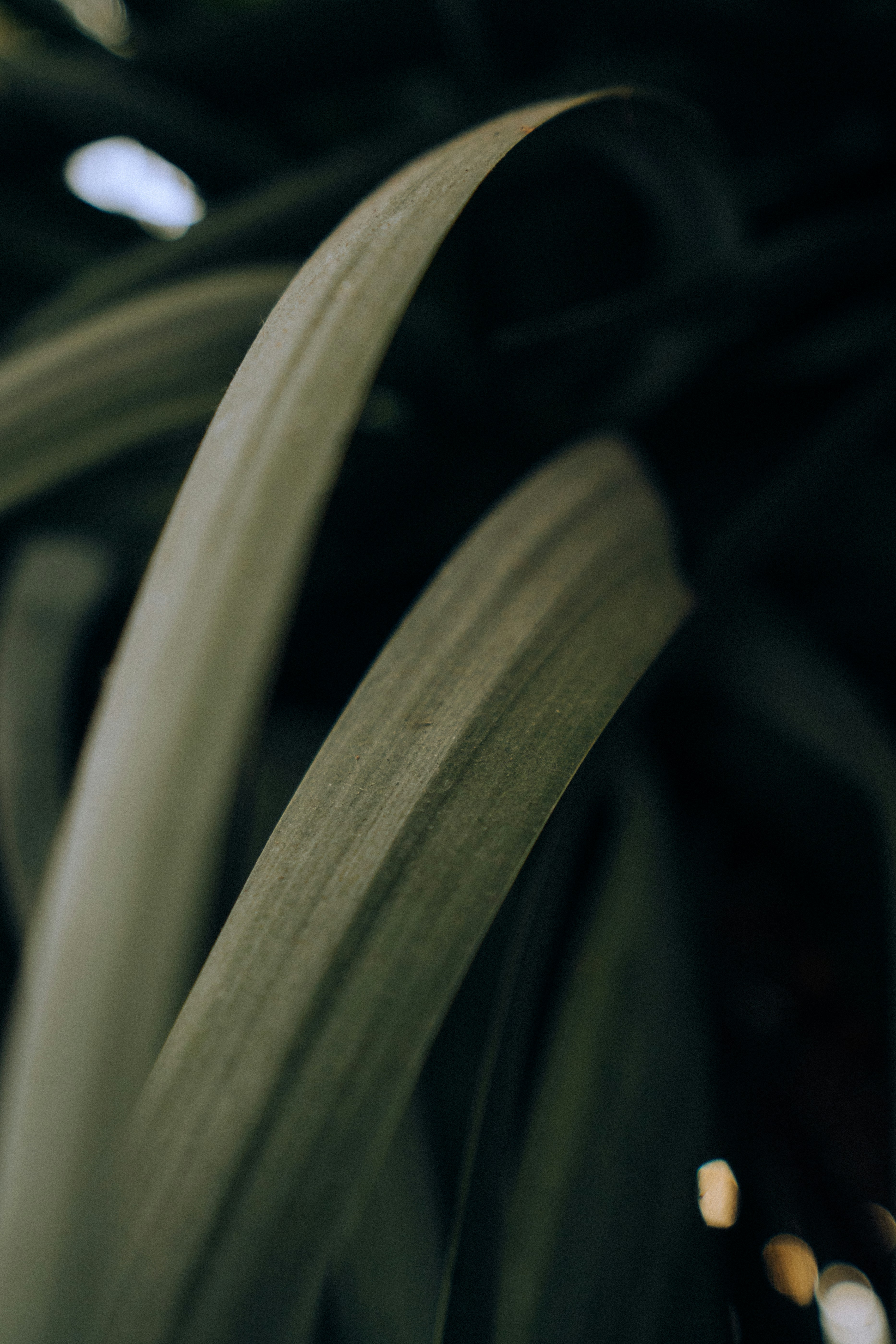 Photo by albertvincentwu