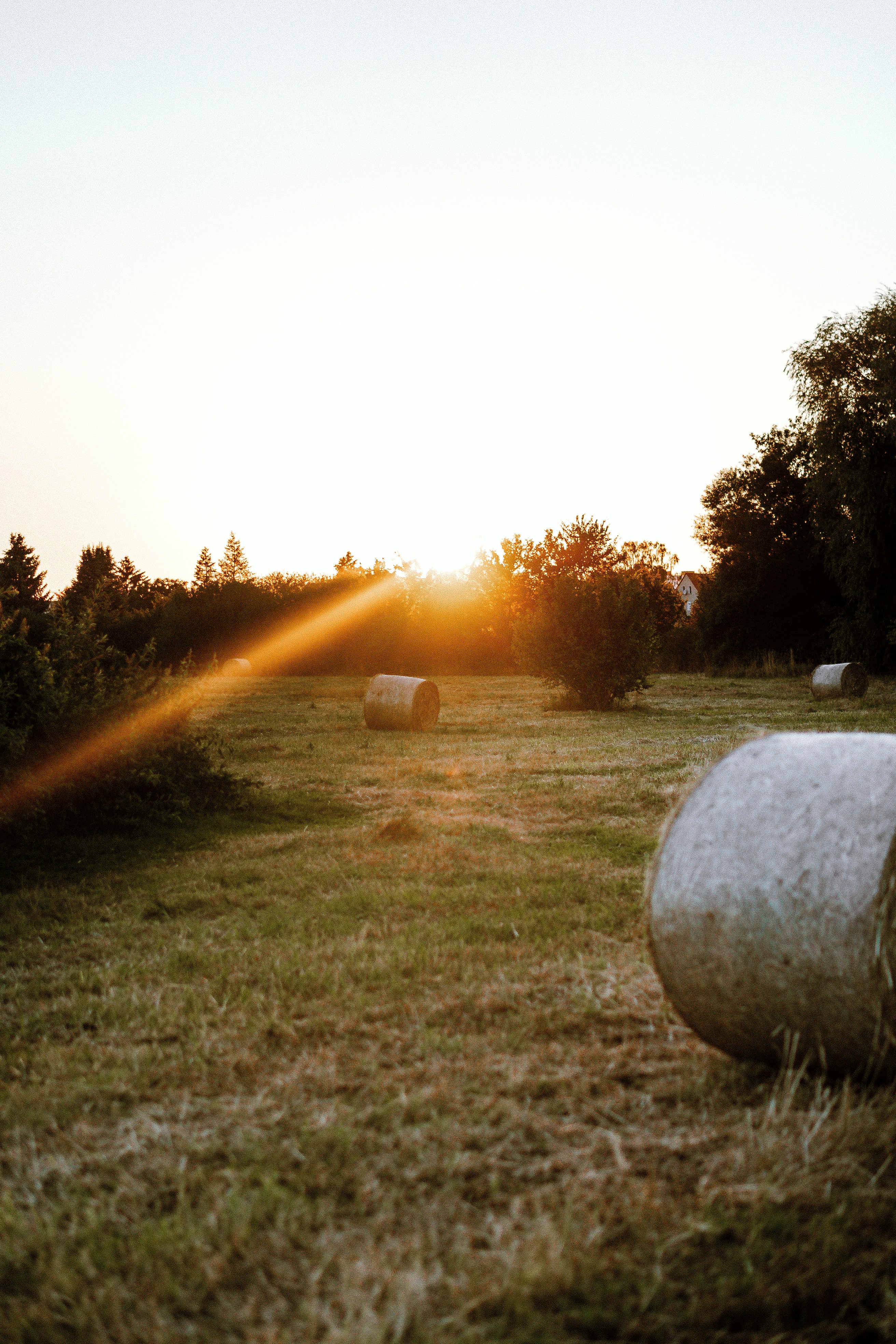 un campo con alcune pecore e il sole che tramonta