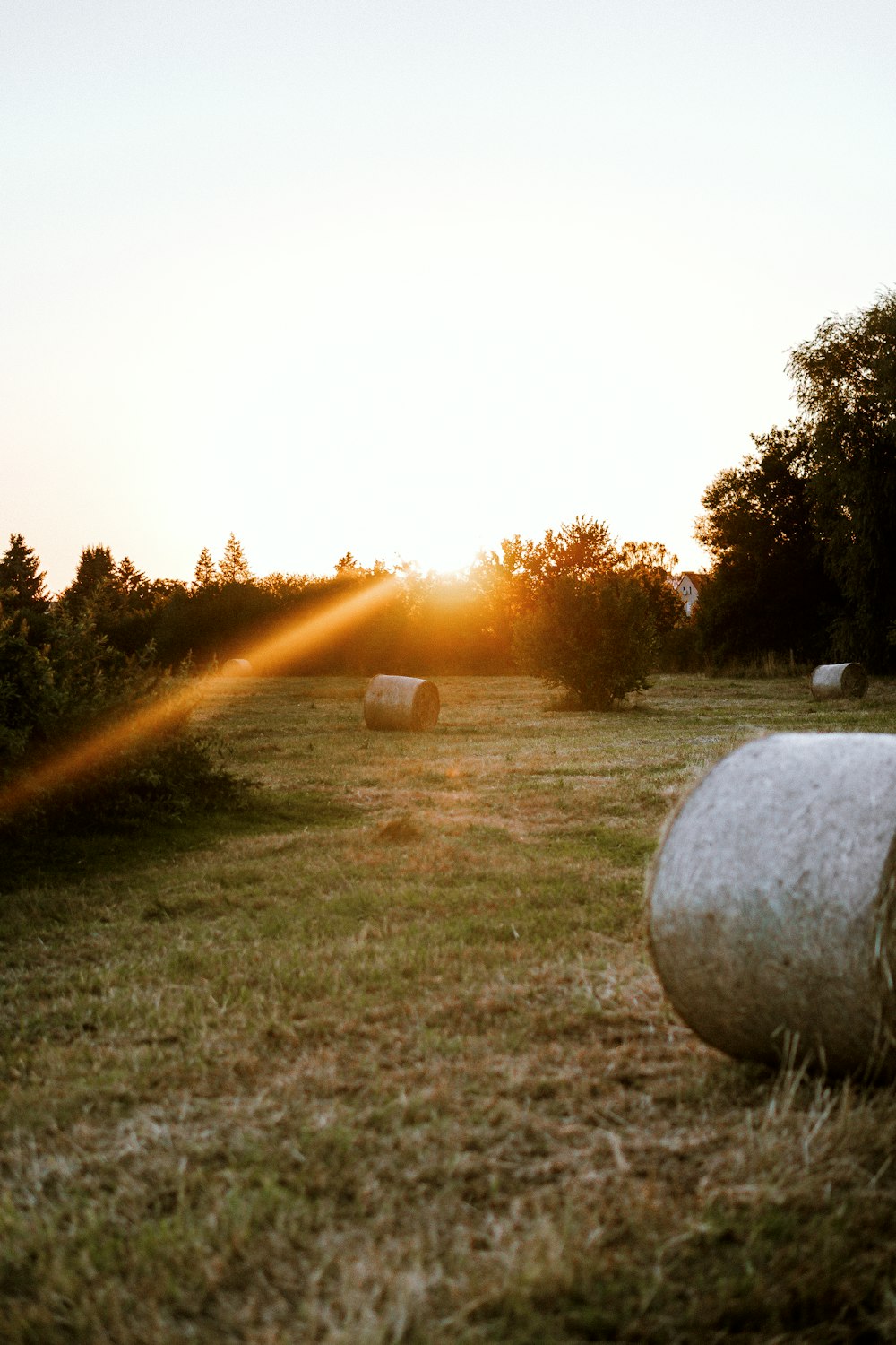 a field with a few sheep in it and the sun setting