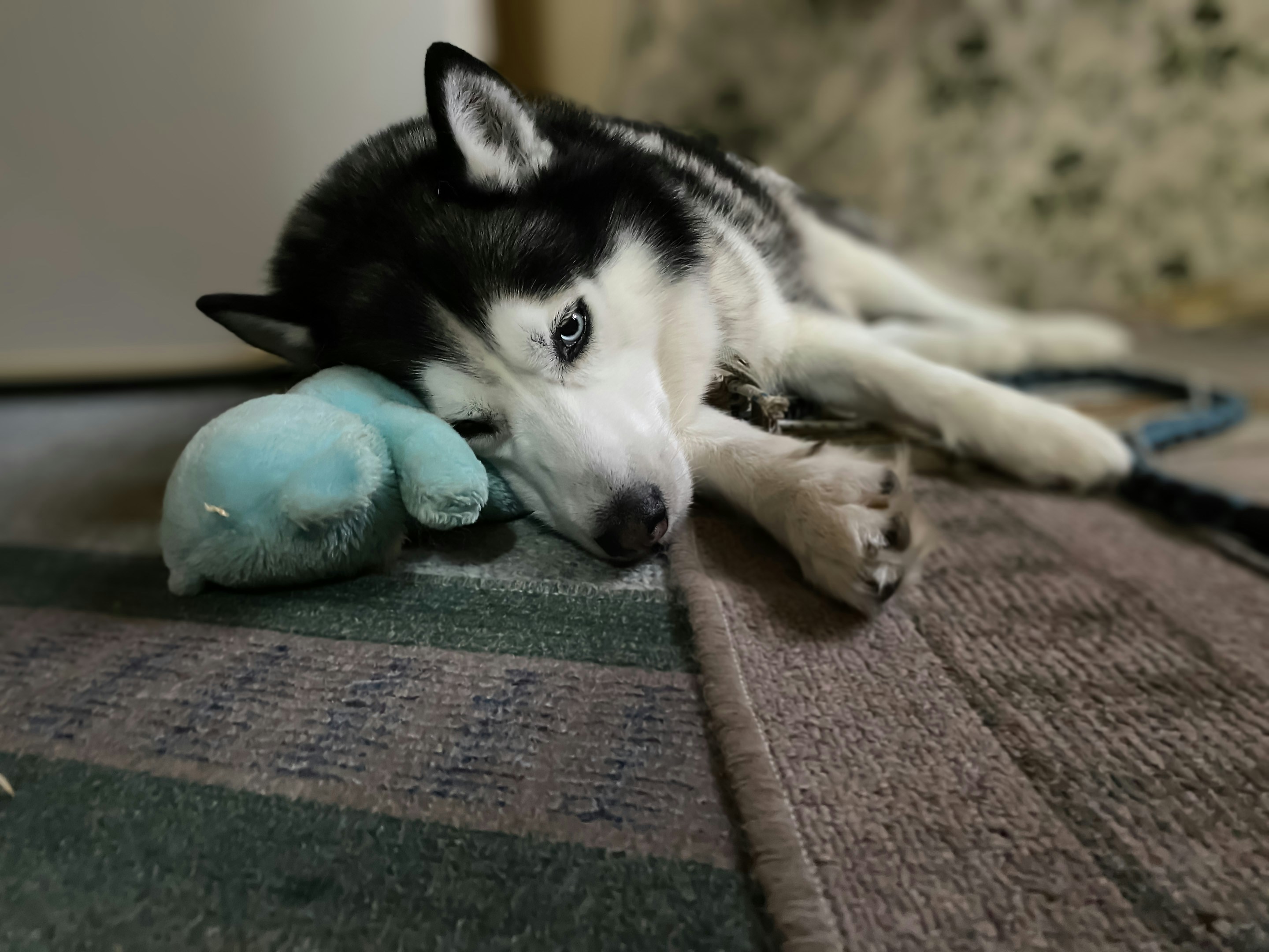 a dog lying on a couch with a ball