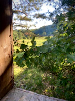 A serene video call setup with soft natural light filtering through a window overlooking a forest.