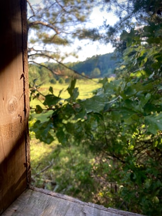 A serene natural landscape viewed through an open wooden window frame, surrounded by lush green foliage and trees. Sunlight gently illuminates the leaves, casting a soft glow across the scene.