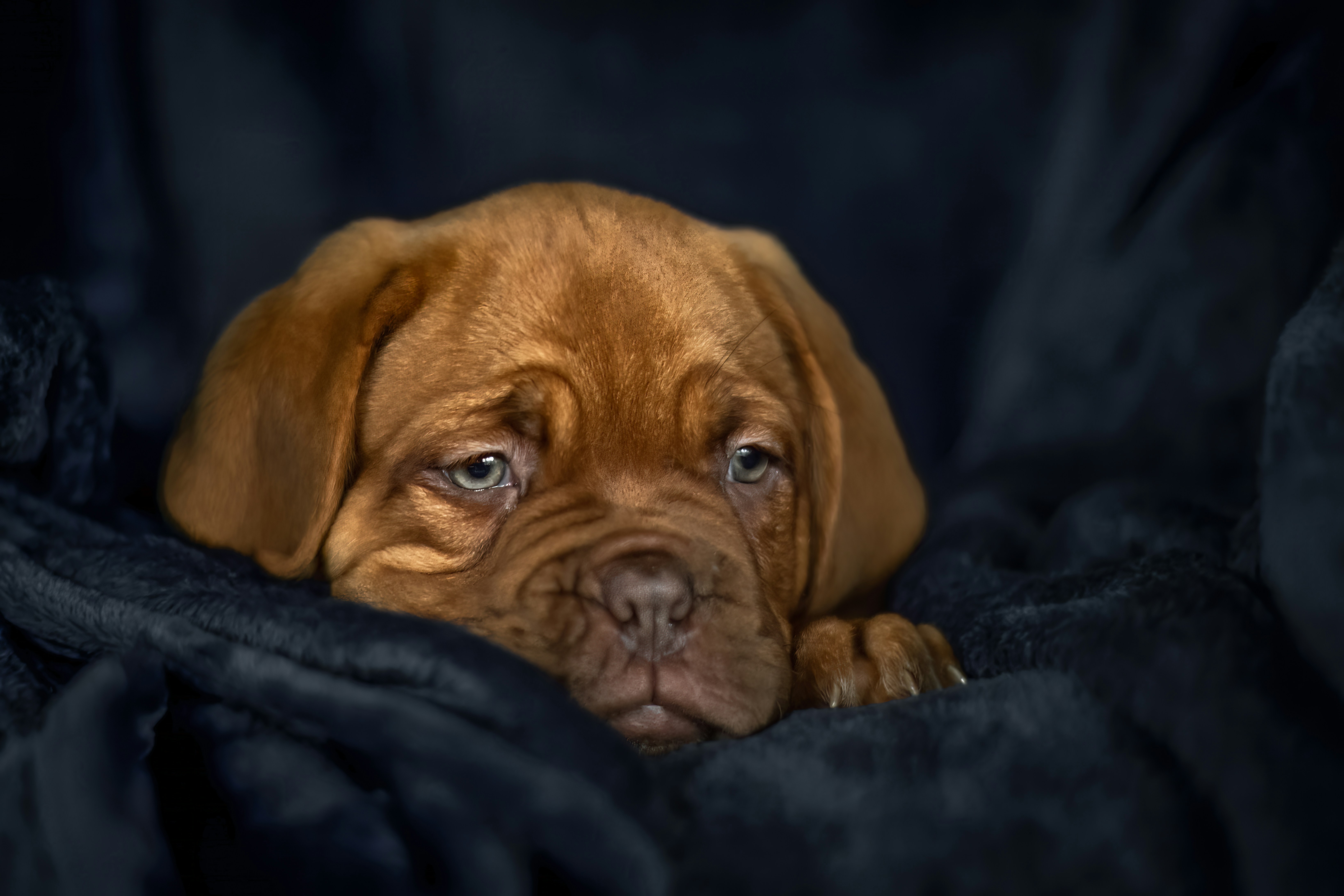a brown puppy lying on a blanket