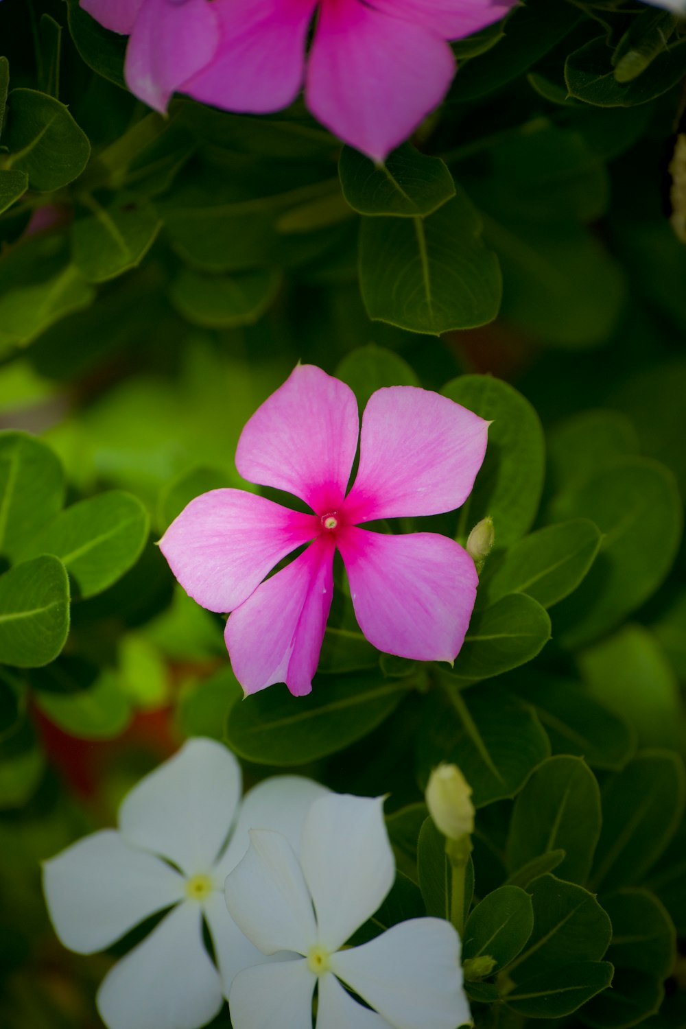 a close up of a flower