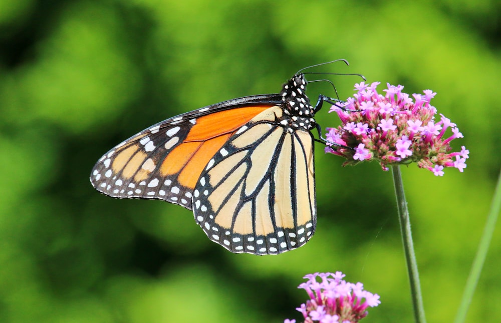 a butterfly on a flower