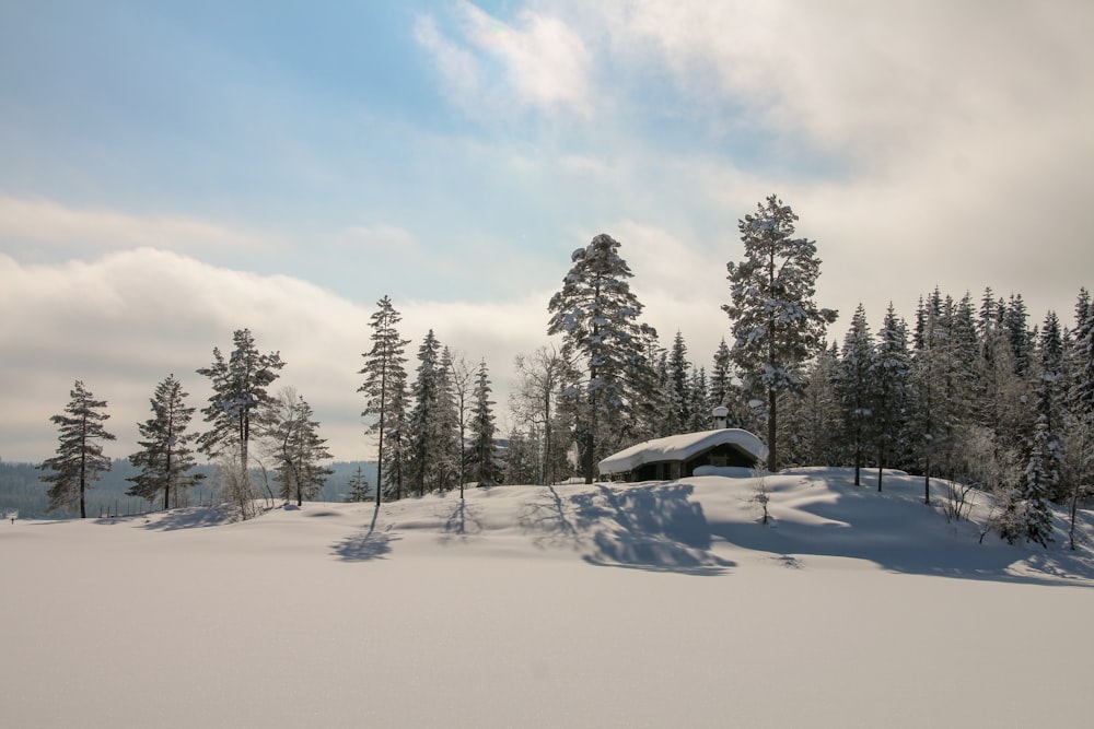 a snowy landscape with trees and a building in the distance