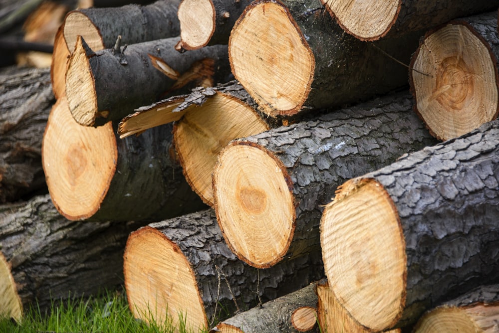 a pile of cut logs