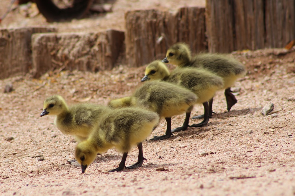 a group of ducks walking on dirt