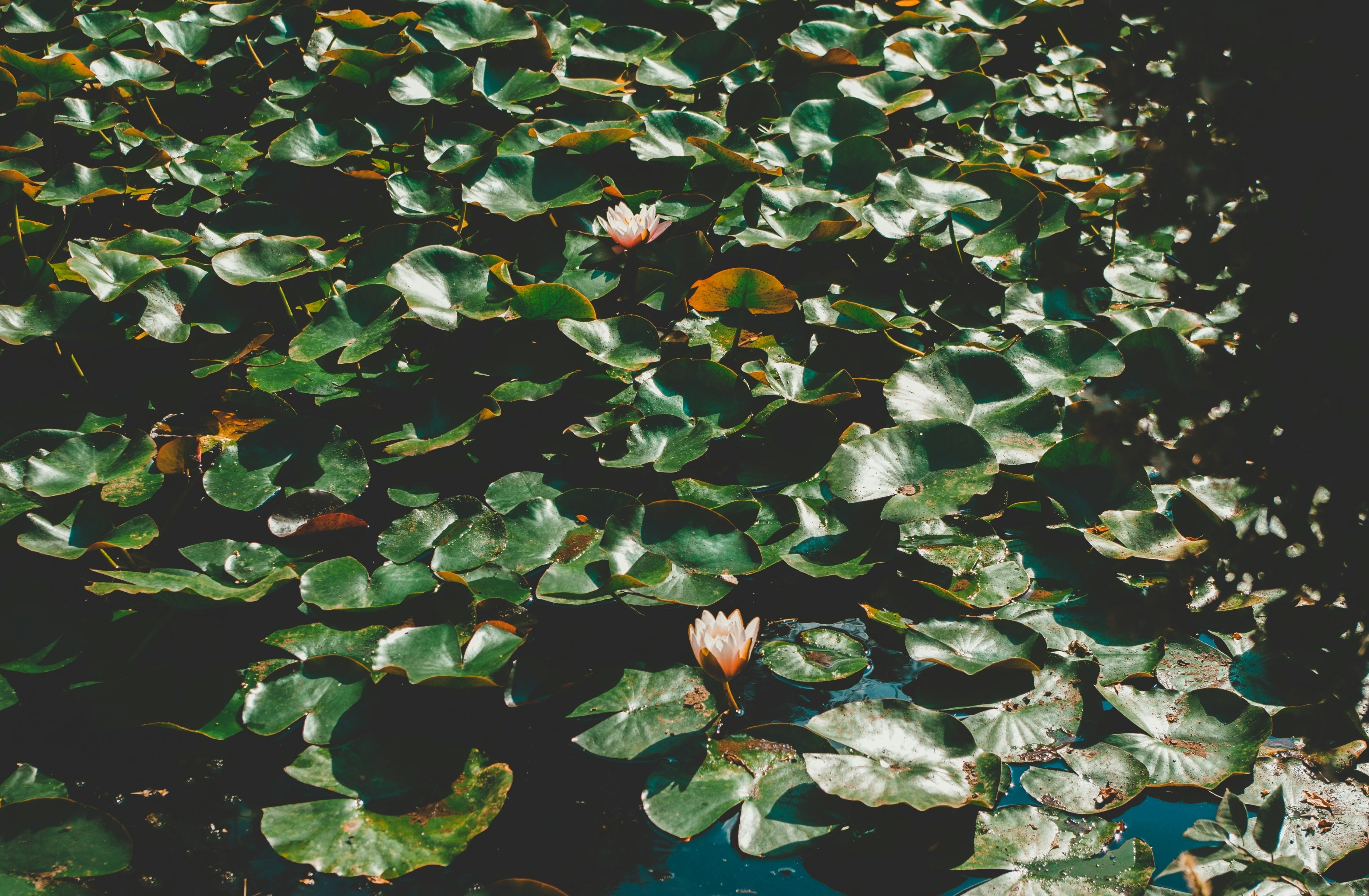 Photo by moonmoons_days