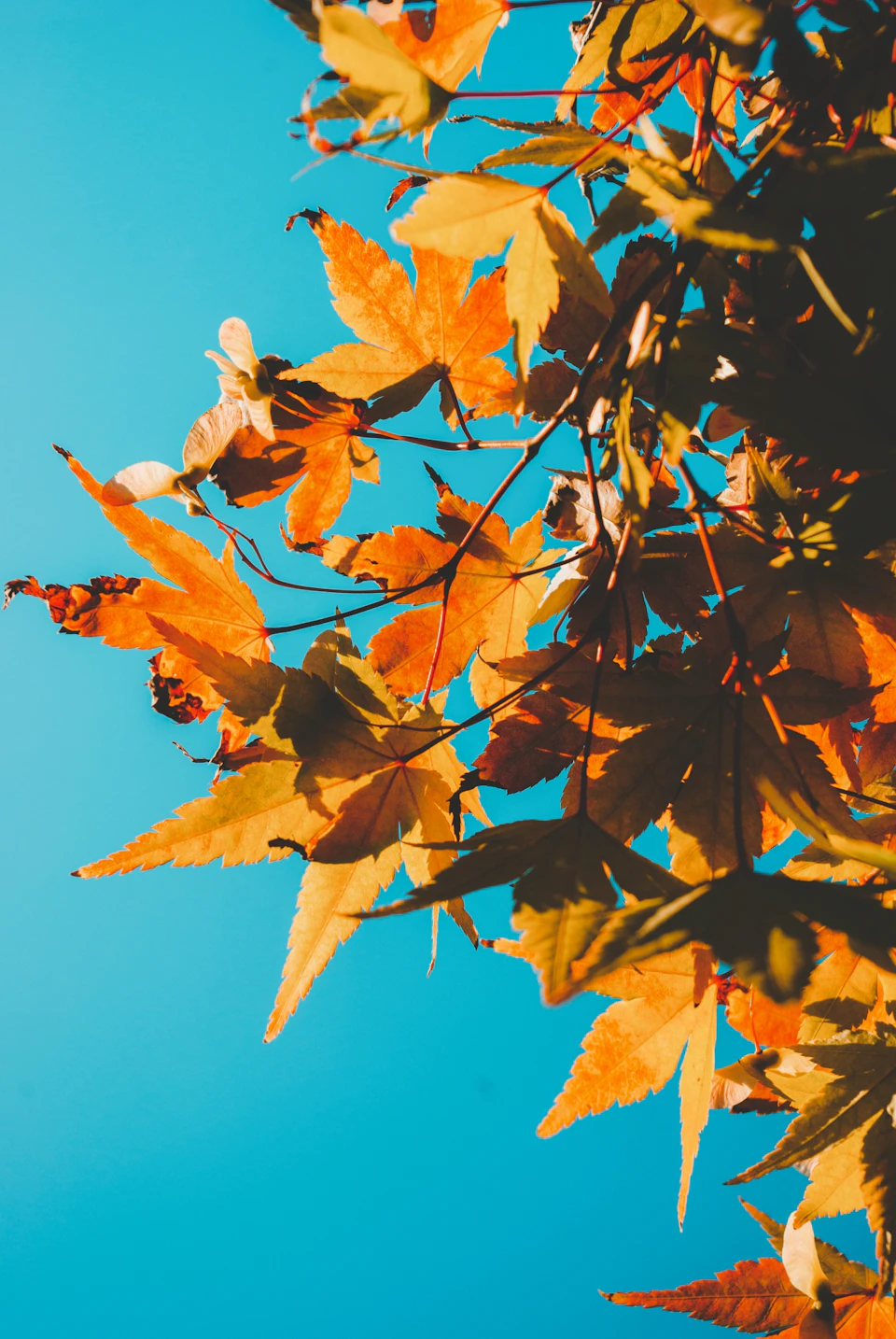 Close-up view of tree branch with vibrant orange and yellow leaves against blue sky