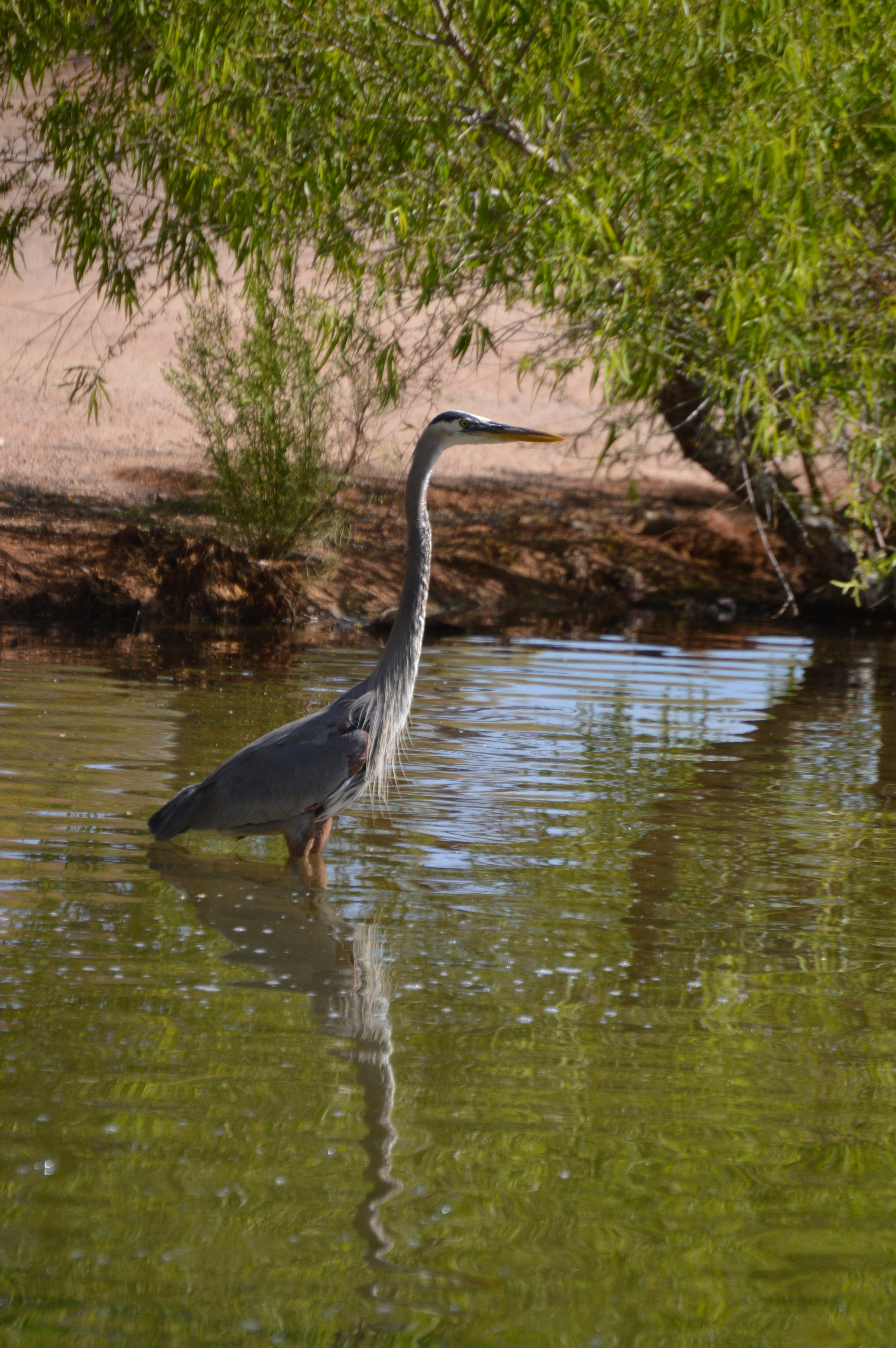 a bird standing in water