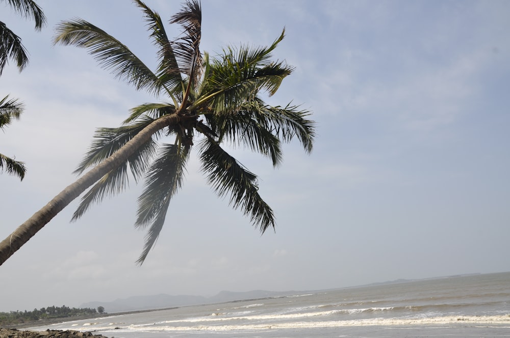 a palm tree on a beach