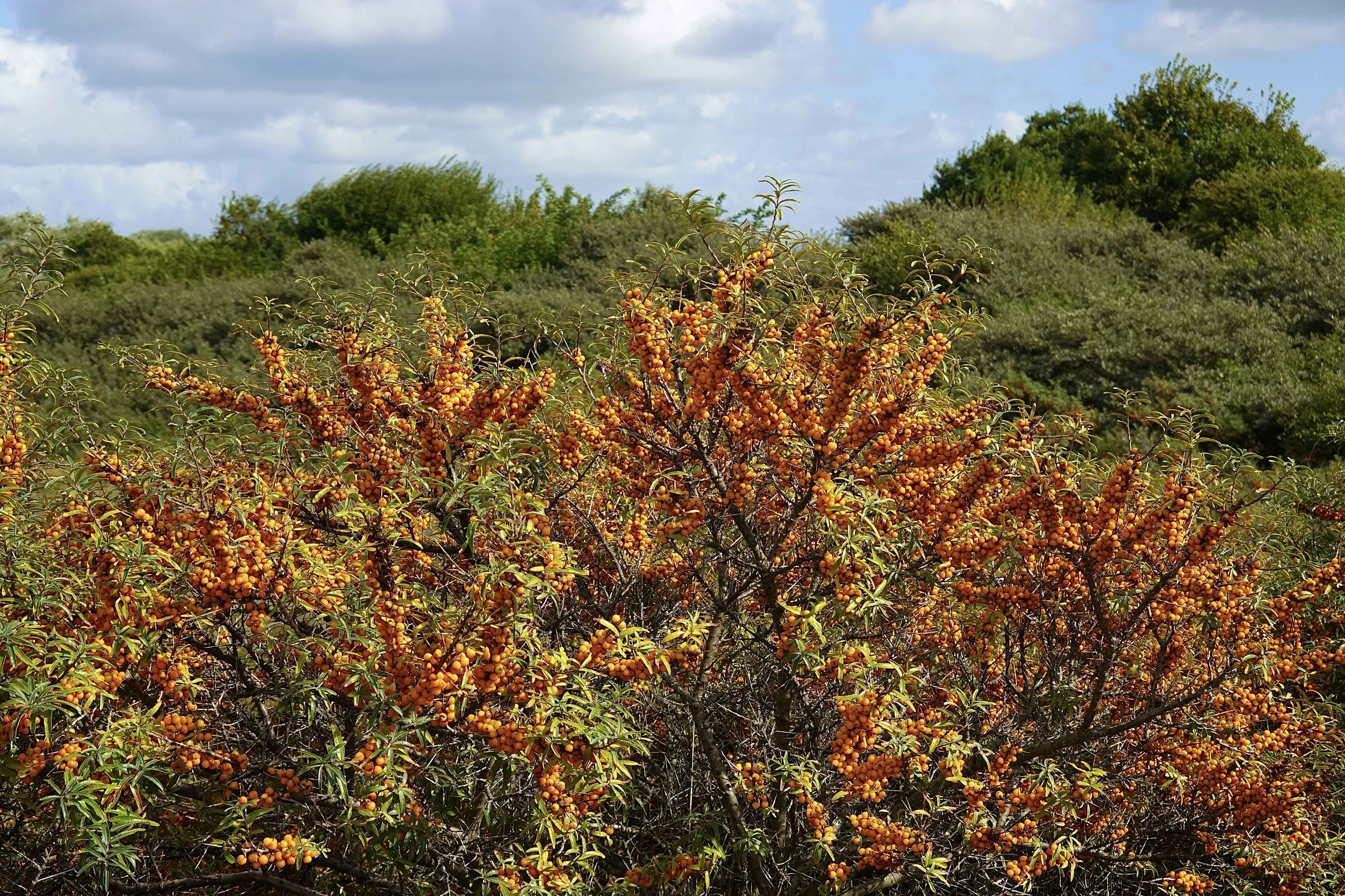Selection of sea buckthorn oil supplements