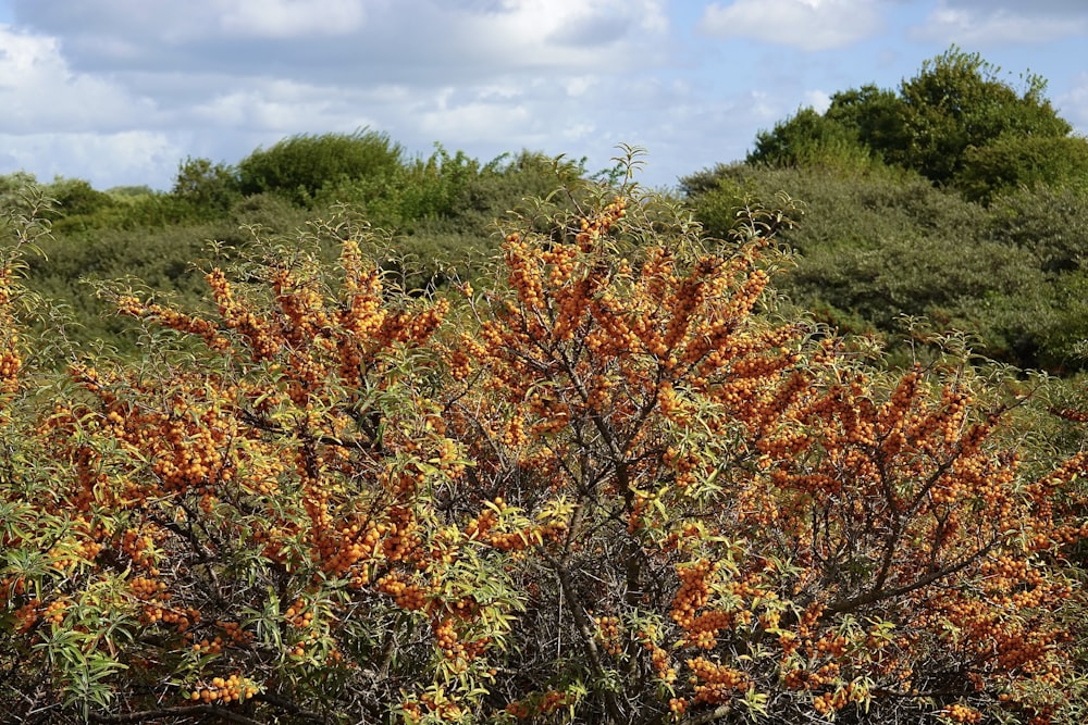 a group of trees with orange leaves