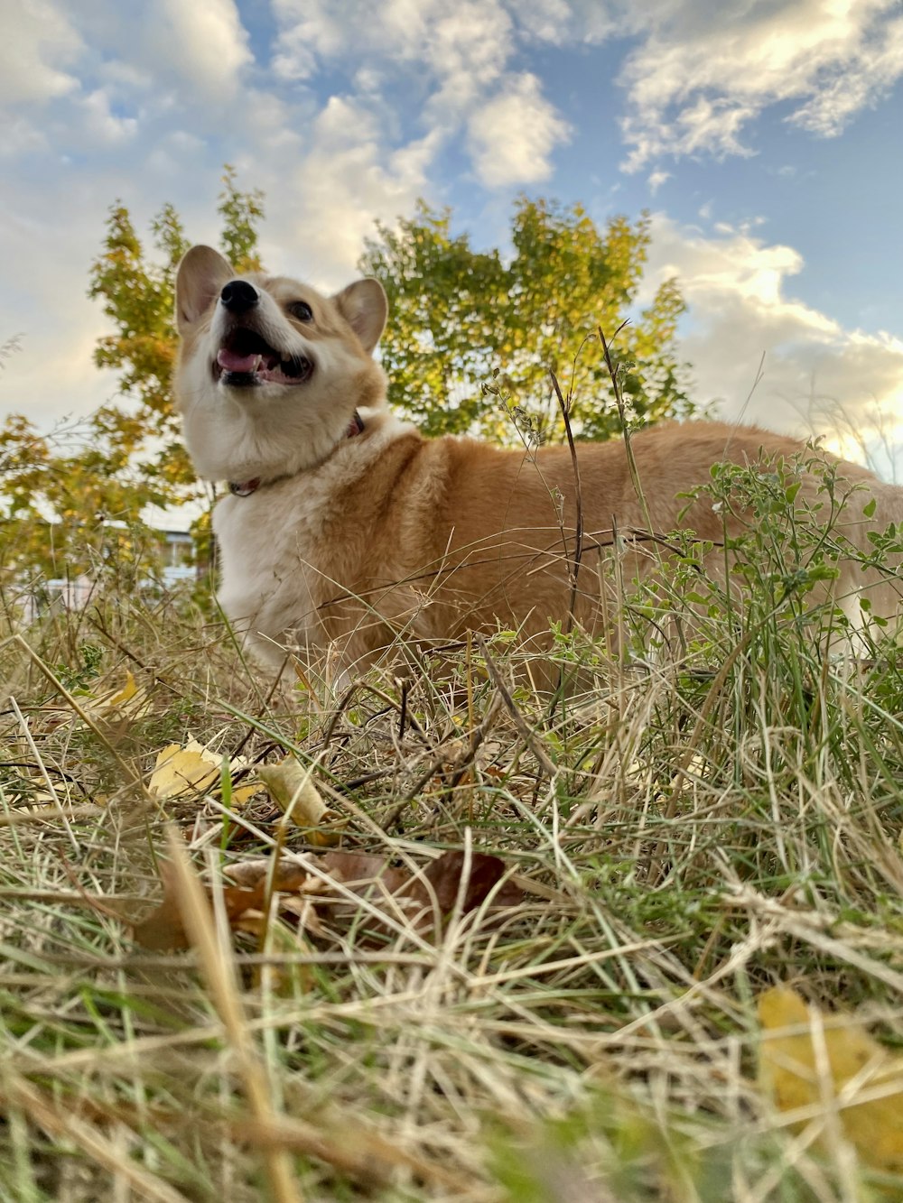 a dog lying in a field