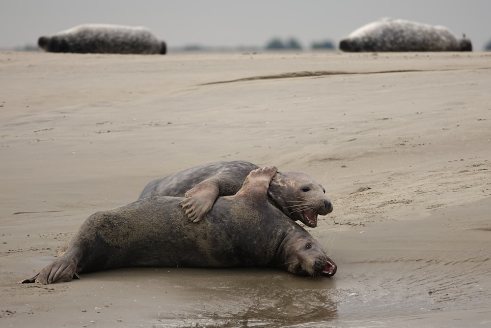 uma foca deitada na praia
