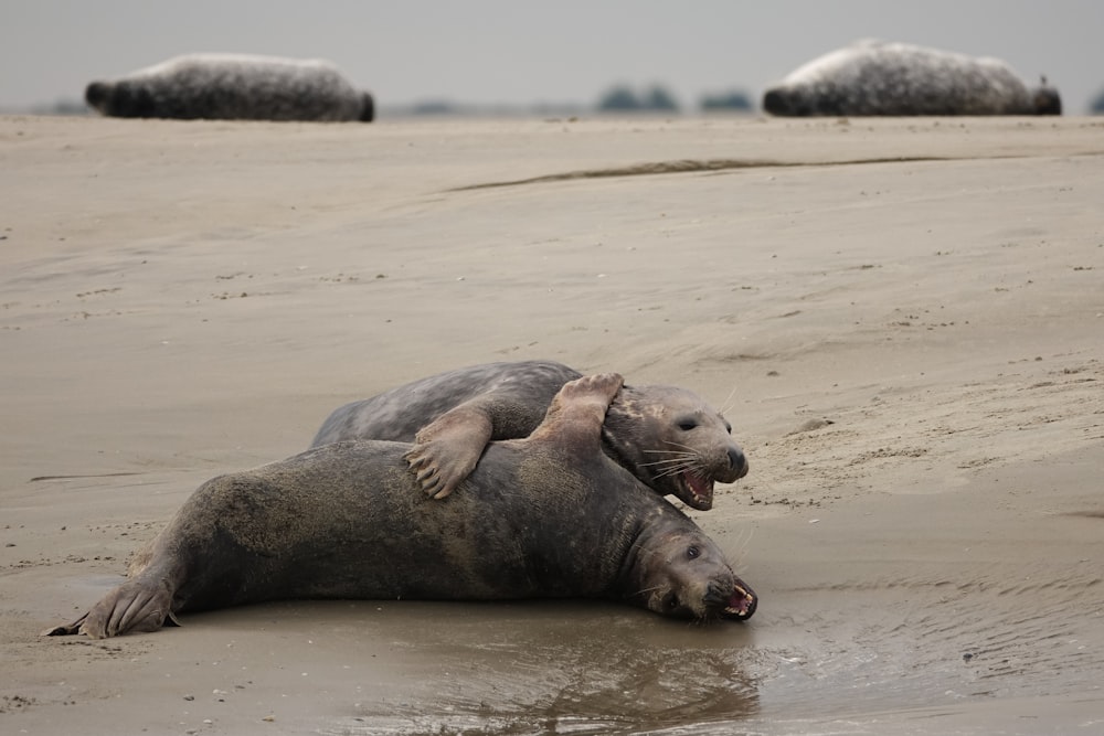 a seal lying on the beach