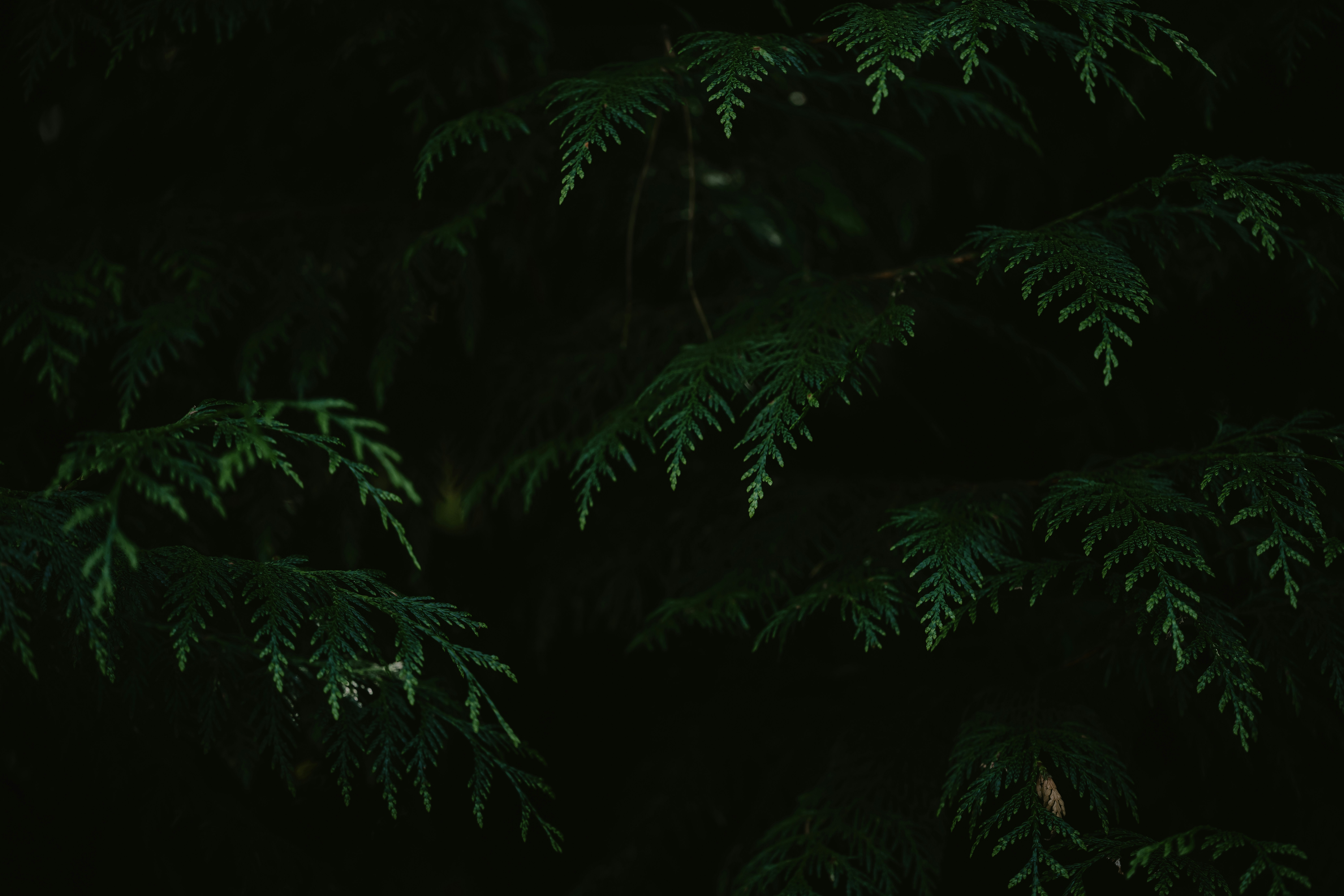 Photo by anniespratt