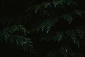 a group of trees at night