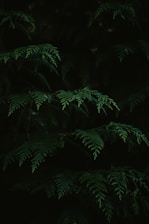 a group of trees at night
