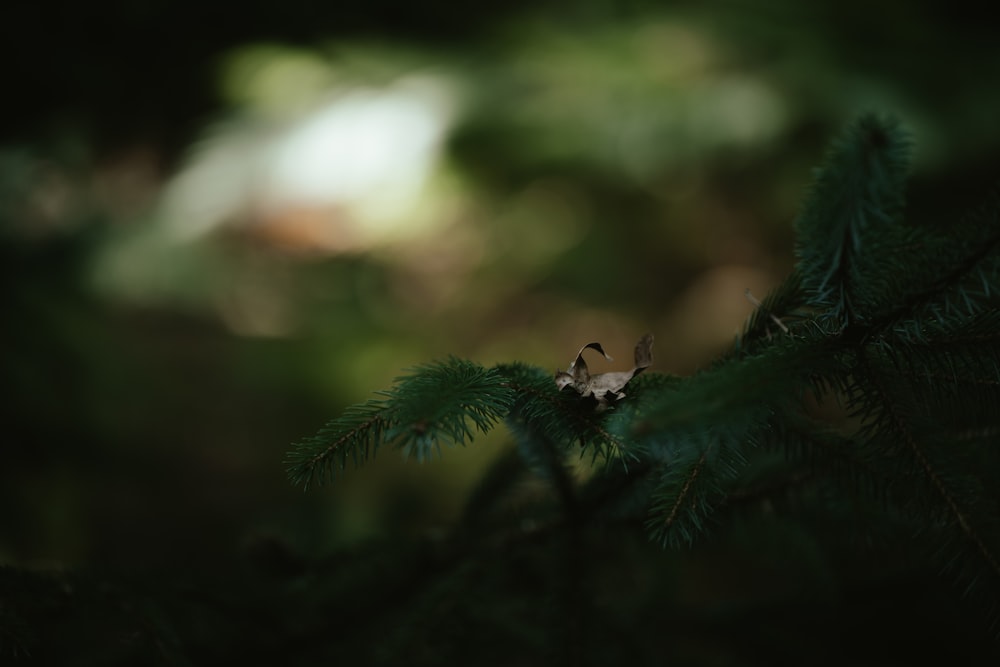 a pine tree with a white spider on it