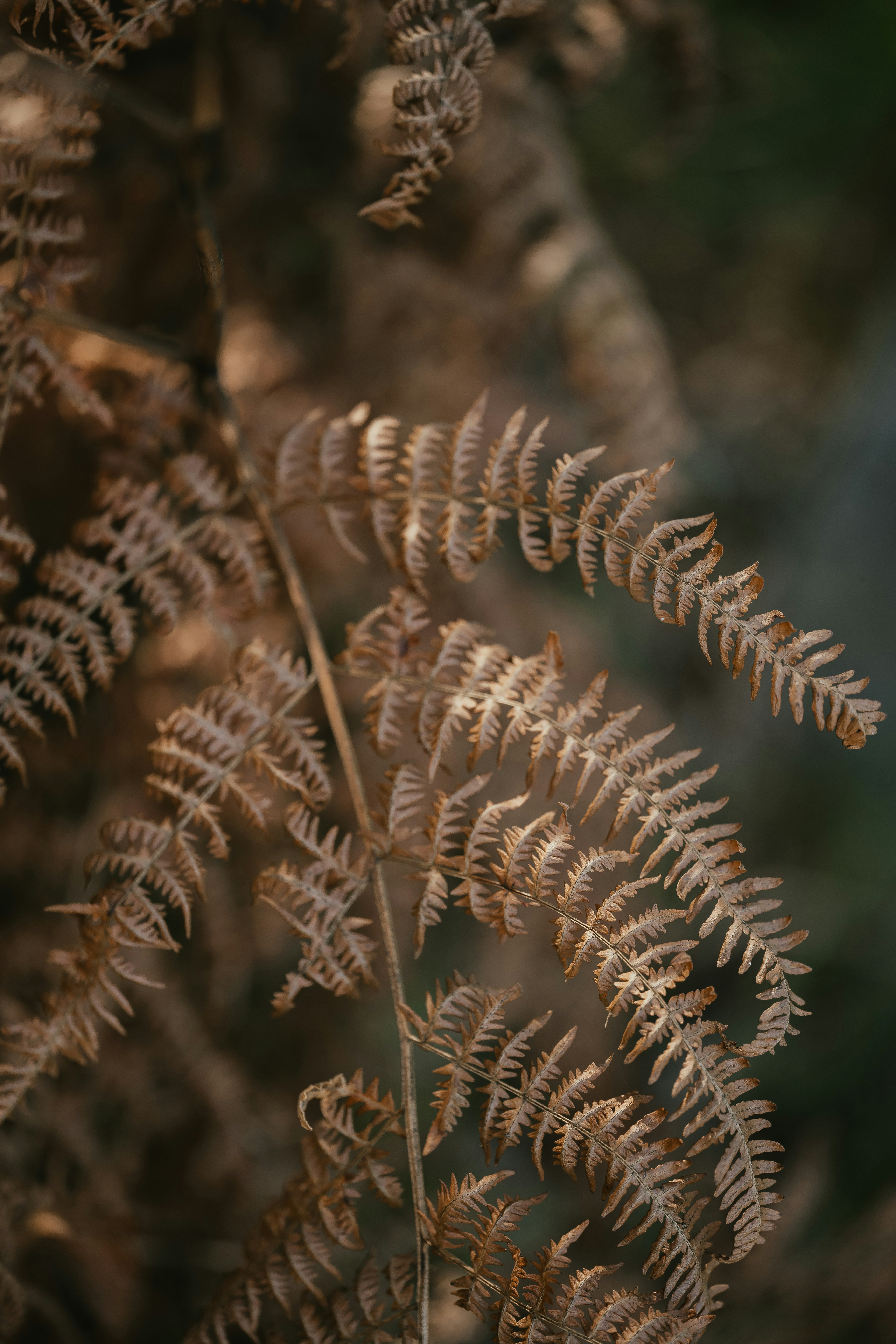 Photo by anniespratt