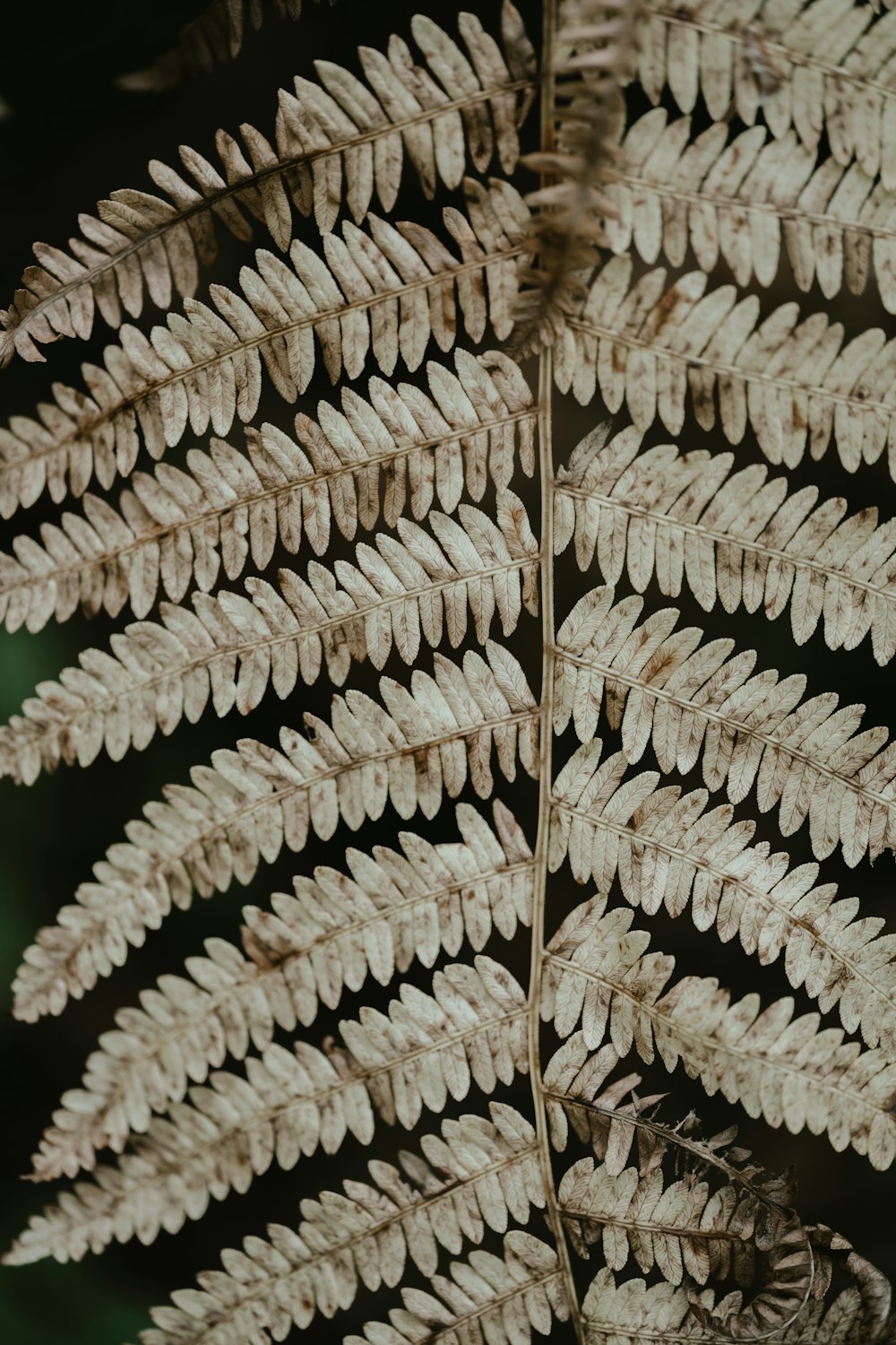 a close-up of a pile of wood