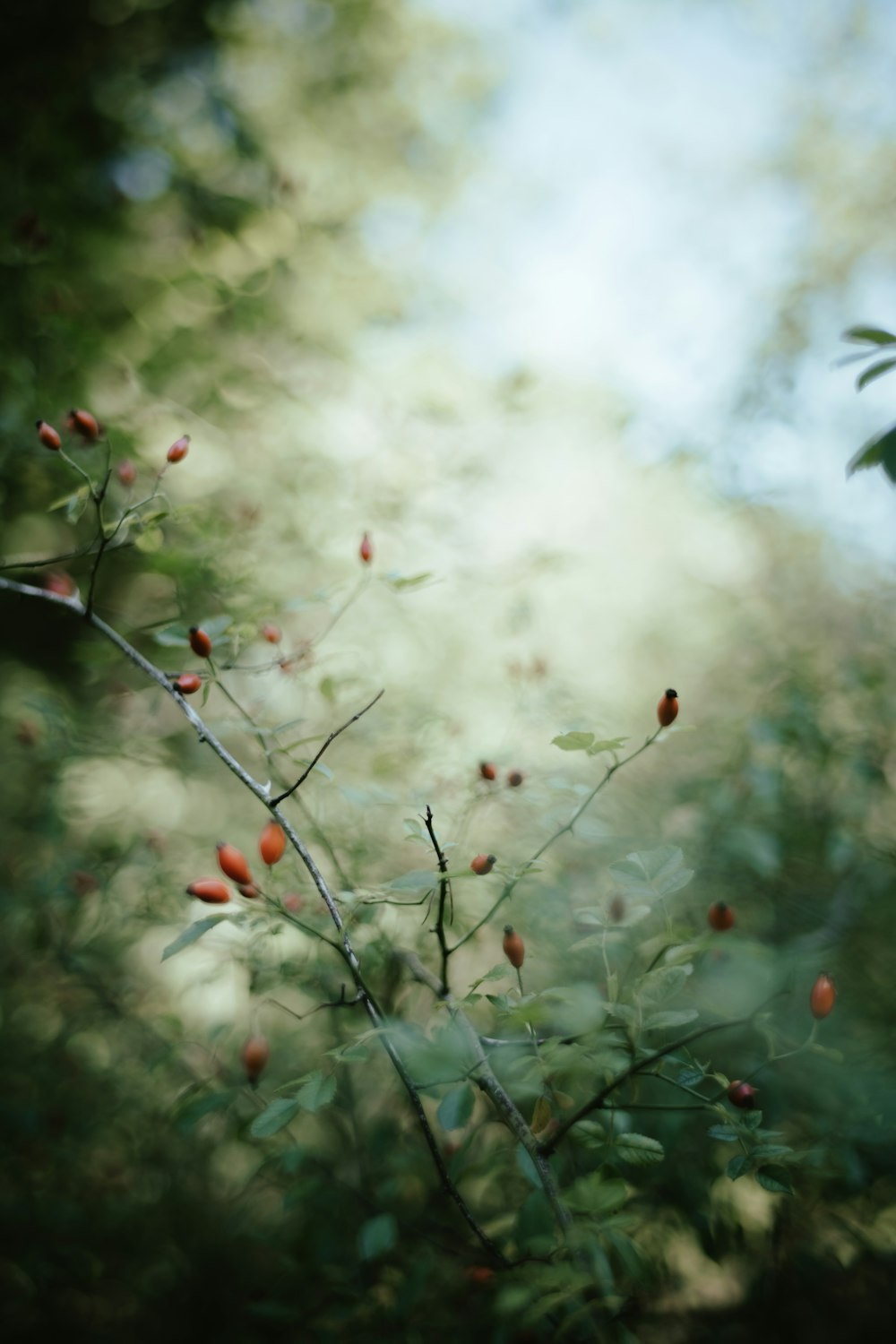 a close up of some berries