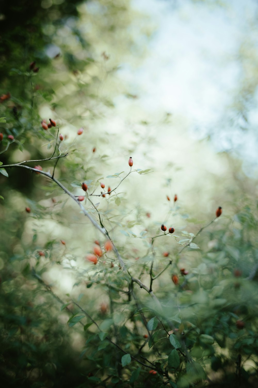 a close up of a tree with berries