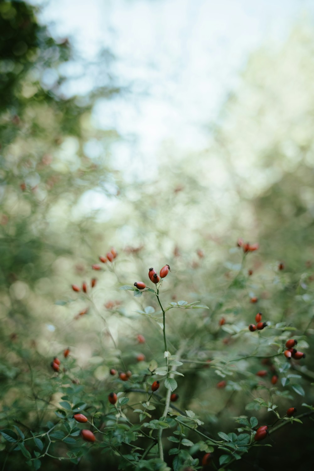 a close-up of some plants