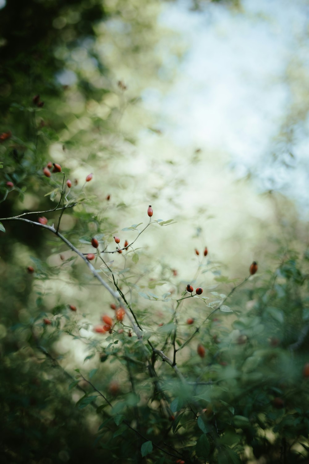 a tree with berries