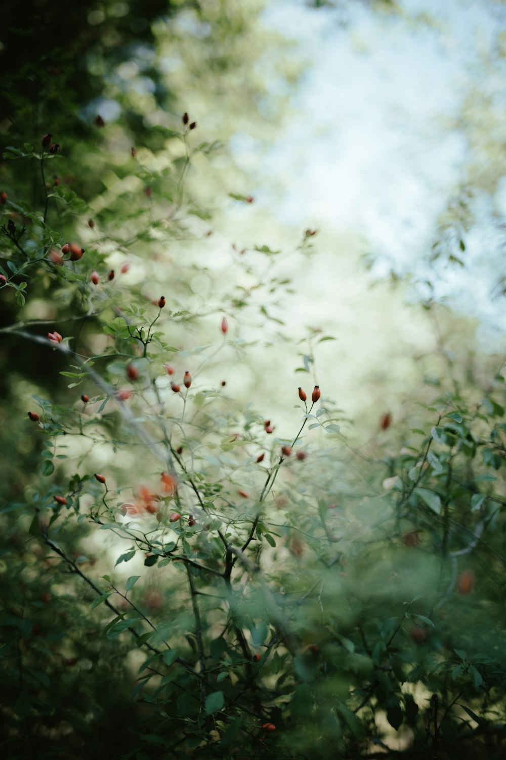 a bush with red berries