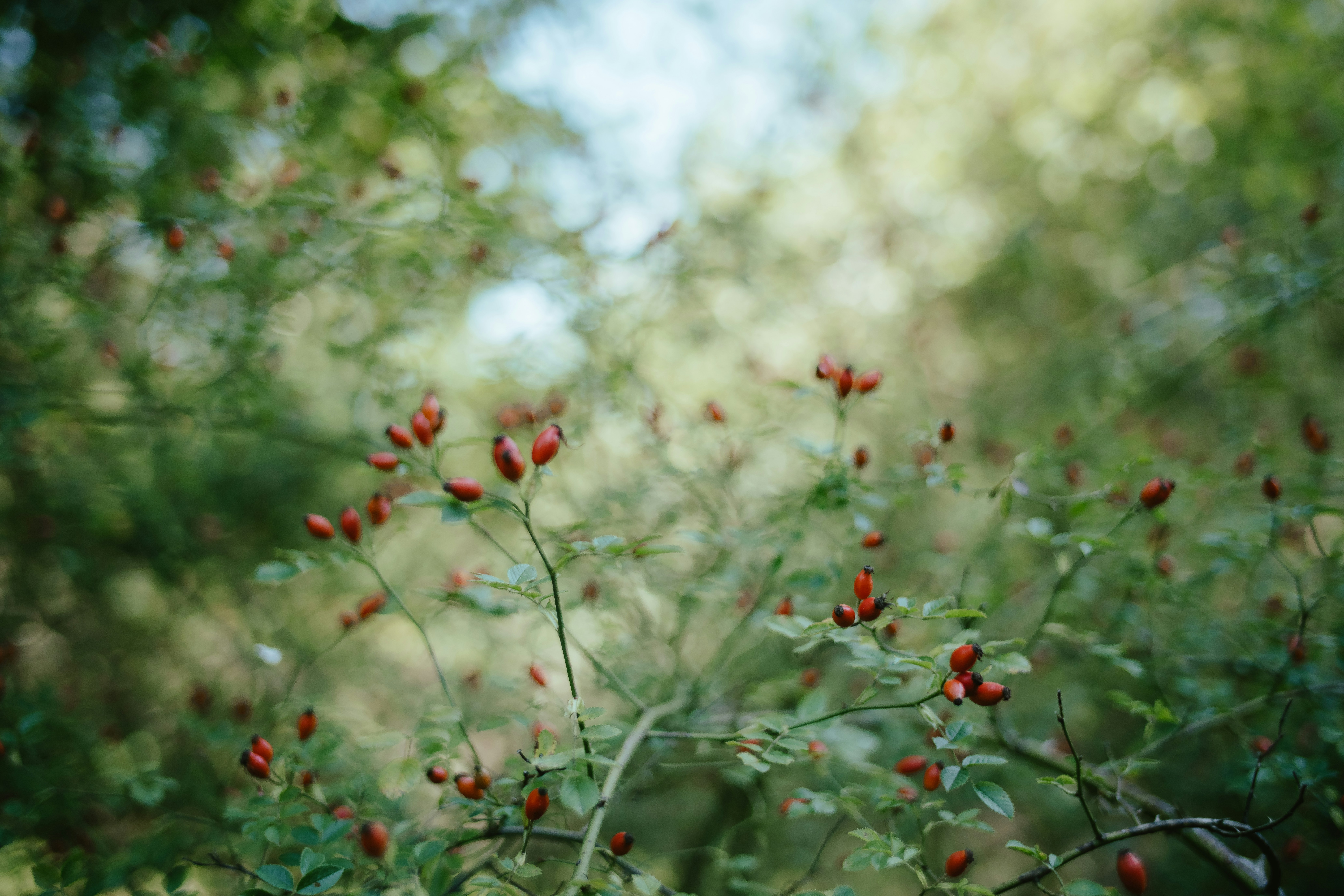 Photo by anniespratt