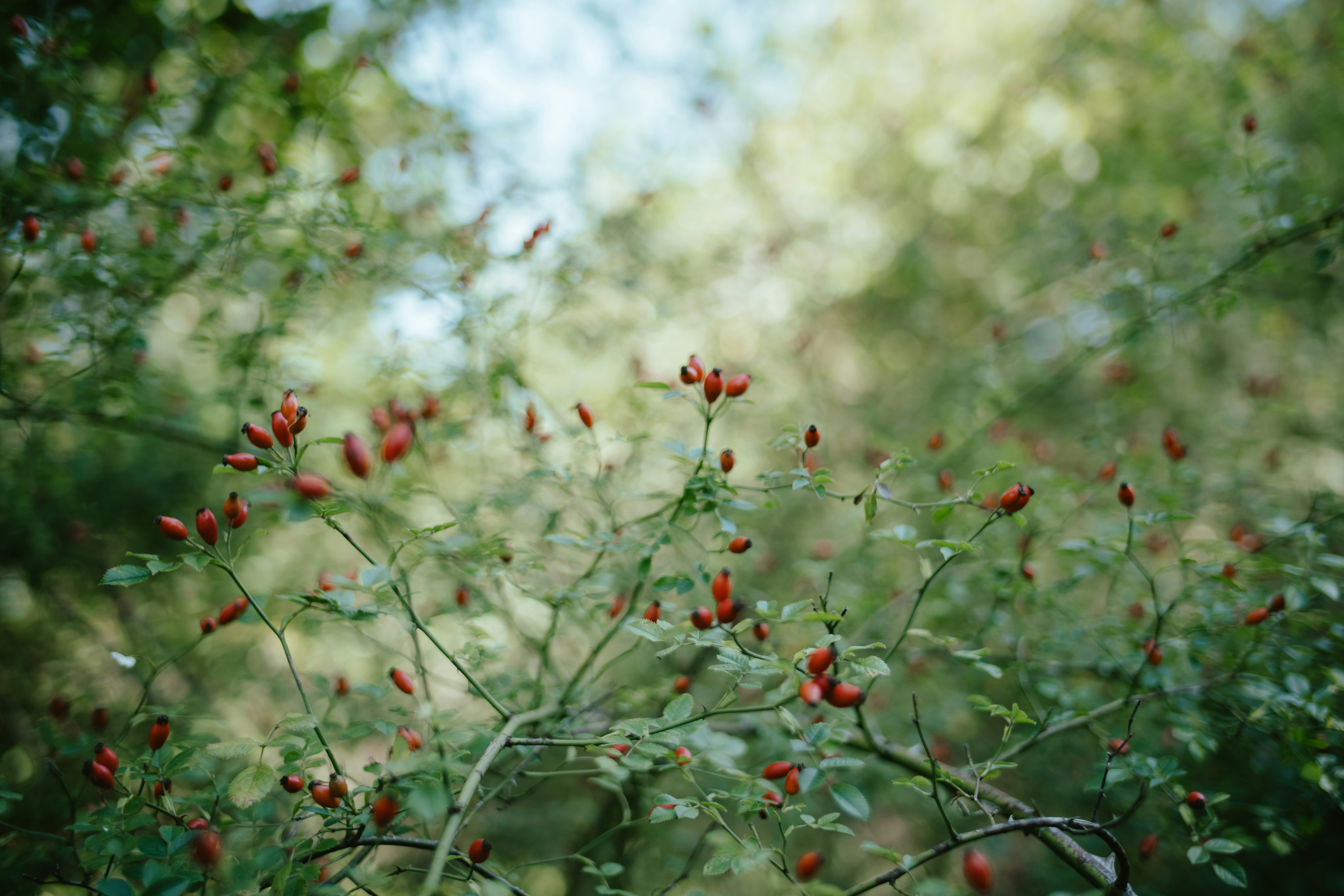 Photo by anniespratt